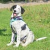 Pepita hat ein Herz aus Gold