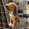 Aida- Junghündin sucht neues Zuhause