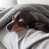 Pepe sucht Zuhause o. Dauerpflegestelle