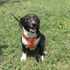 Zara sucht Körbchen