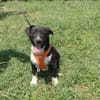 Zara sucht Körbchen