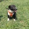 Zara sucht Körbchen