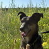 Dolly - eine sanfte Hundedame