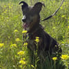 Dolly - eine sanfte Hundedame