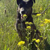 Dolly - eine sanfte Hundedame