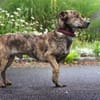 Tiger aus Kalbe sucht SICH!