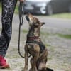 Tiger aus Kalbe sucht SICH!