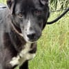 Diego  sanfter Labrador-Mix