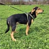 Topcho ein tolles Kerlchen