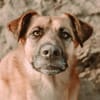 großer Mischling Koda sucht sein Zuhause