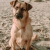 großer Mischling Koda sucht sein Zuhause