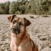 großer Mischling Koda sucht sein Zuhause