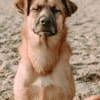 großer Mischling Koda sucht sein Zuhause