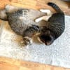 MIEZE & PUFA - ZWEI - Unzertrennliche...