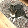 MIEZE & PUFA - ZWEI - Unzertrennliche...