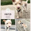 Fritzi - Mini-Pfote mit Maxi-Herz wartet