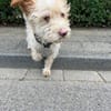 Fritzi - Mini-Pfote mit Maxi-Herz wartet