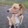 Diego aus 45659 Recklinghausen