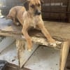 Lieber junger Dzesi sucht seine Familie!