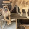 Lieber junger Dzesi sucht seine Familie!