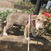Elfie, kleiner Miniwelpe sucht Zuhause