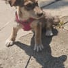 Elfie, kleiner Miniwelpe sucht Zuhause