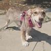 Elfie, kleiner Miniwelpe sucht Zuhause