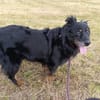 Buck - lebensfroher Mischling