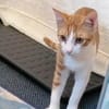 Chilli & Pimenton  Zwei rote Jungkater