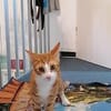 Chilli & Pimenton  Zwei rote Jungkater