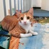 Chilli & Pimenton  Zwei rote Jungkater