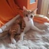 Chilli & Pimenton  Zwei rote Jungkater
