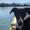 Juno sucht ein neues Zuhause