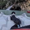 Juno sucht ein neues Zuhause