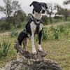 Juno sucht ein neues Zuhause