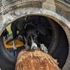 Juno sucht ein neues Zuhause