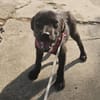 Georgie, kleiner Miniwelpe sucht Zuhause