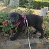 Georgie, kleiner Miniwelpe sucht Zuhause