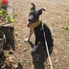 Benni, kleiner Welpe sucht neues Zuhause