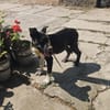 Benni, kleiner Welpe sucht neues Zuhause