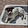 Oskar 💙 sucht seine Familie