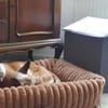 Hündin Lita sucht besondere Menschen