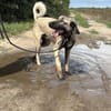 Aron  freundlicher Kangal