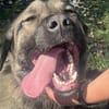 Aron  freundlicher Kangal