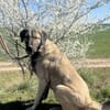 Aron  freundlicher Kangal