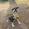 Josie, kleiner Welpe sucht neues Zuhause