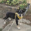 Josie, kleiner Welpe sucht neues Zuhause