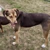 Balto/Anton, sanft, freundlich, offen