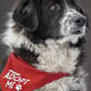 Harry - ein treuer Prachtkerl
