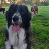 Harry - ein treuer Prachtkerl